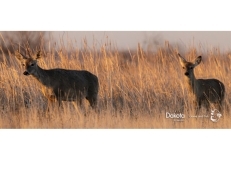 North Dakota 2025 CWD Test Results