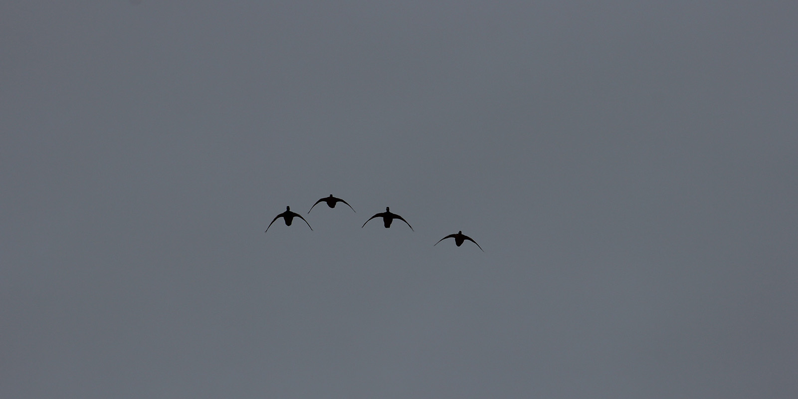 4 Ducks Decoying Early Morning