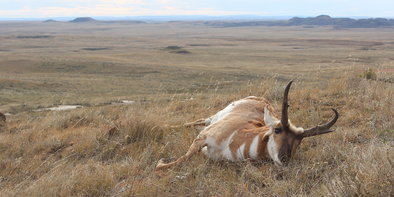 AntelopeBuckDeadonPrairie