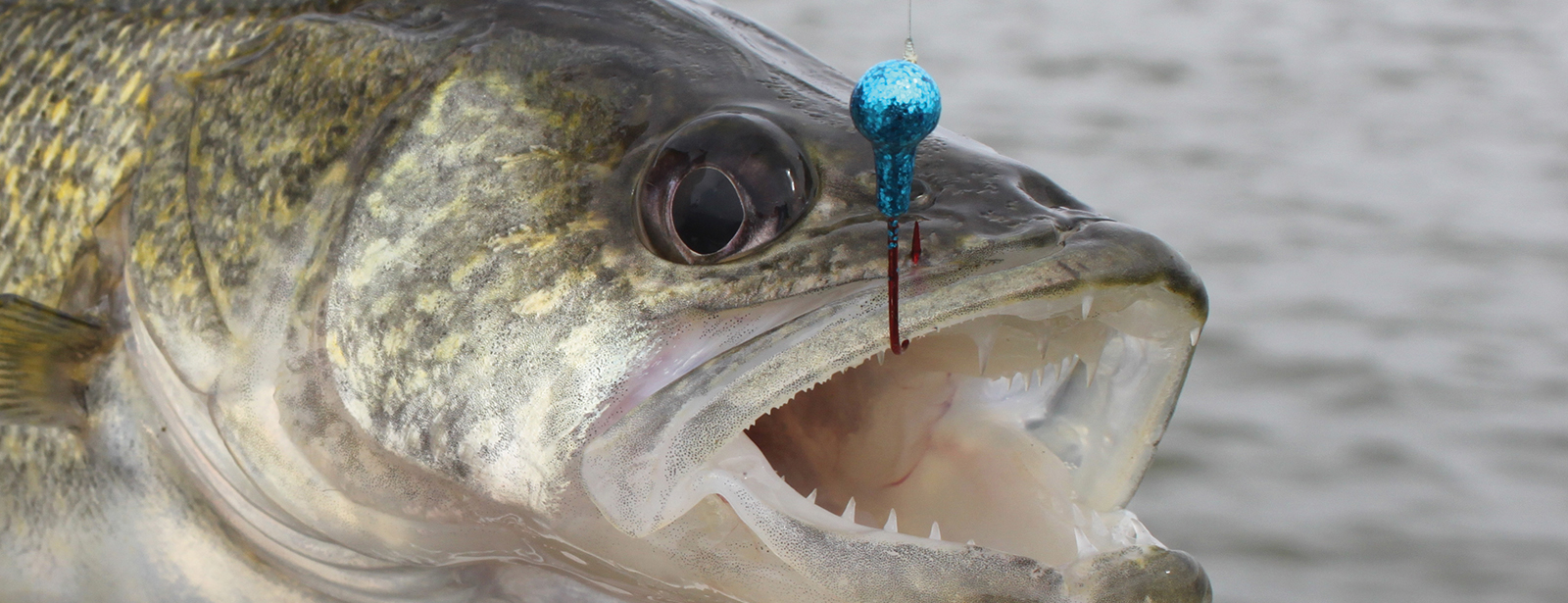 Walleye with Blue Jig