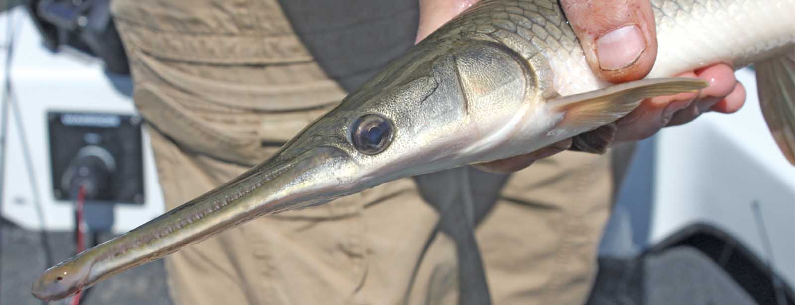 Gar in Hand