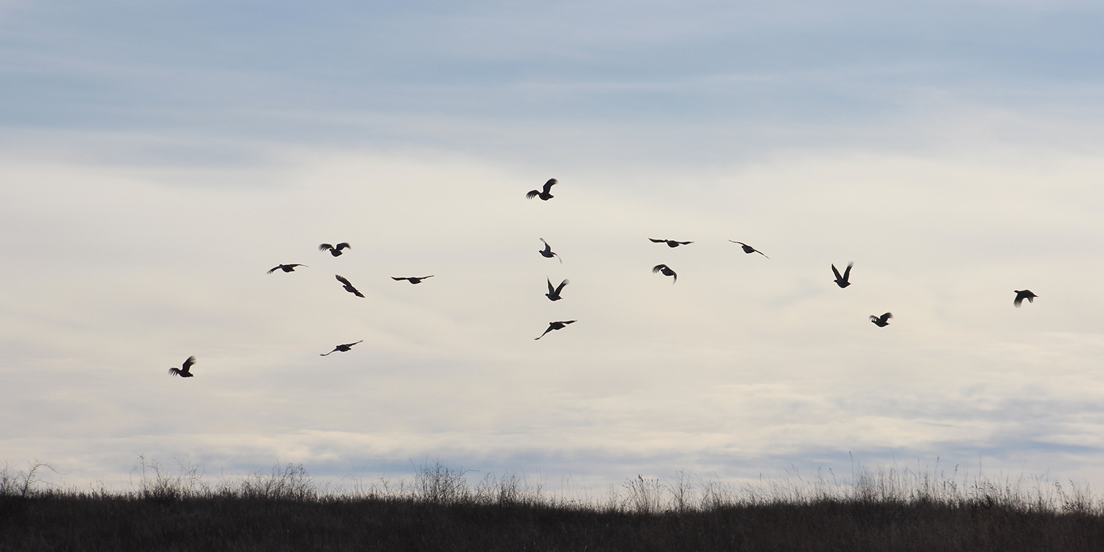 Grouse Flying 2019