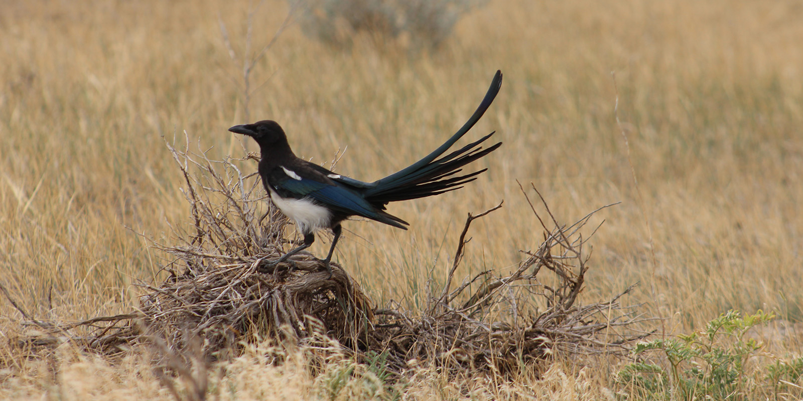 Magpie