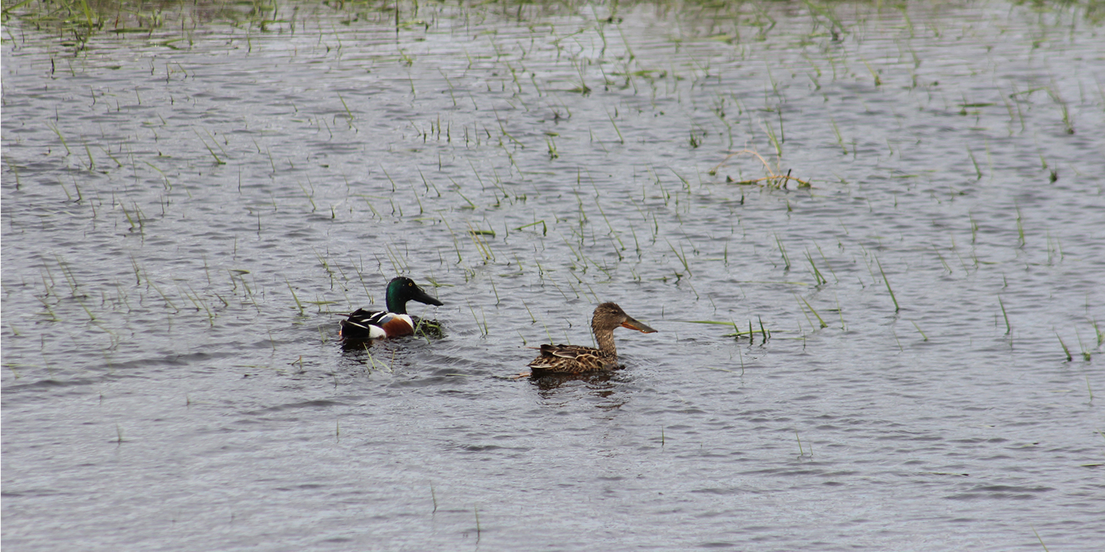 Shovelers