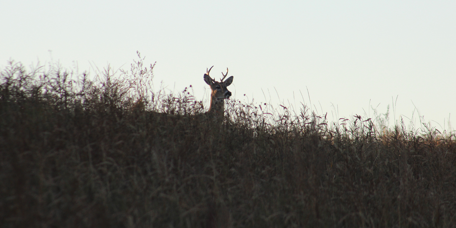 Small Whitetail Buck Head in Grass