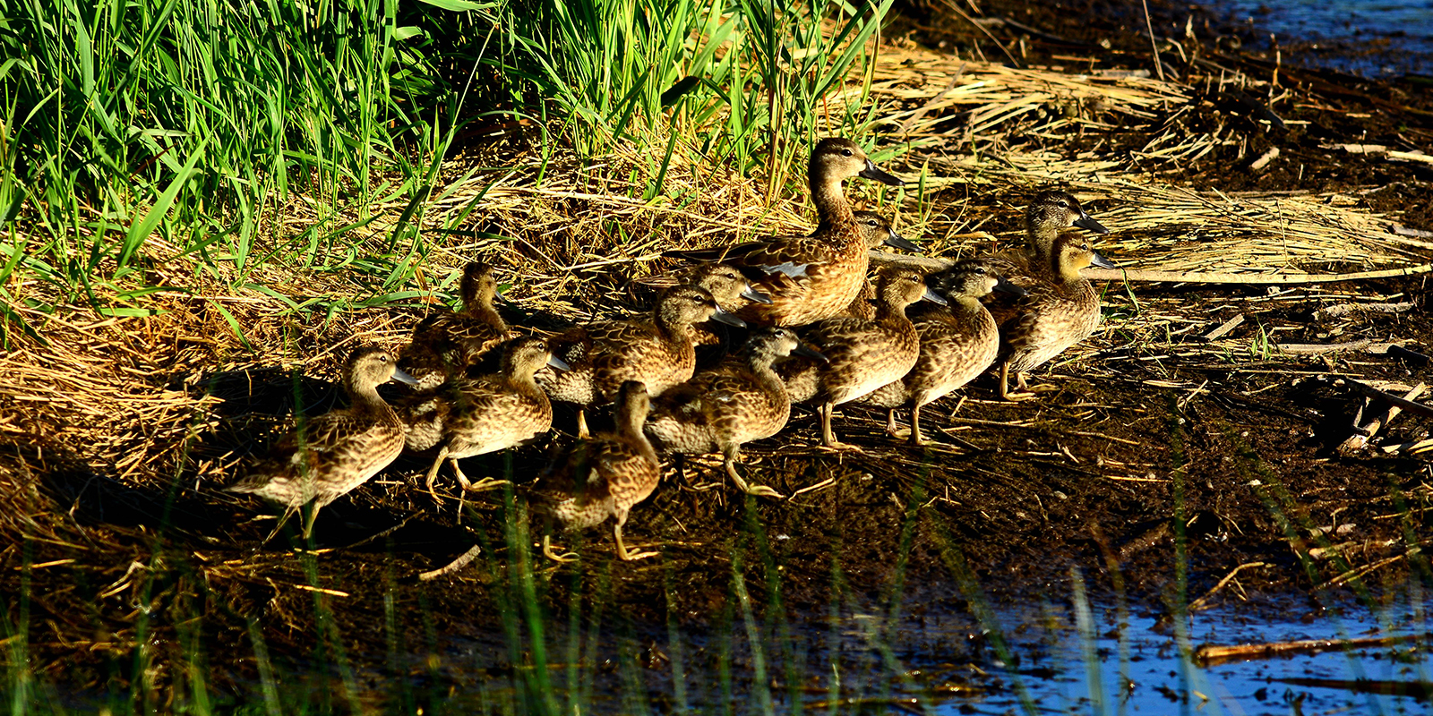 Teal Brood