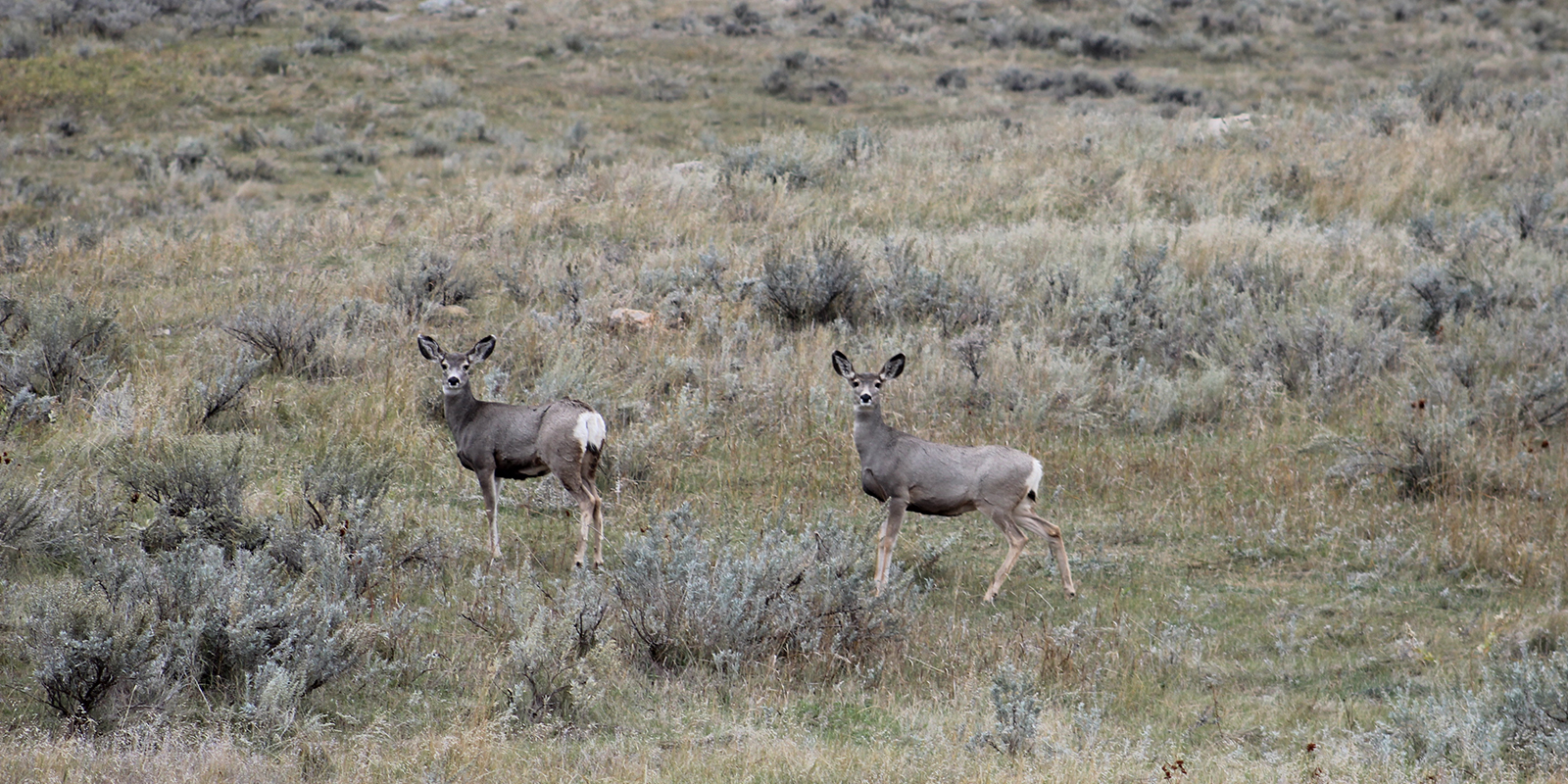 Two Mule Deer Doe Fall 2018